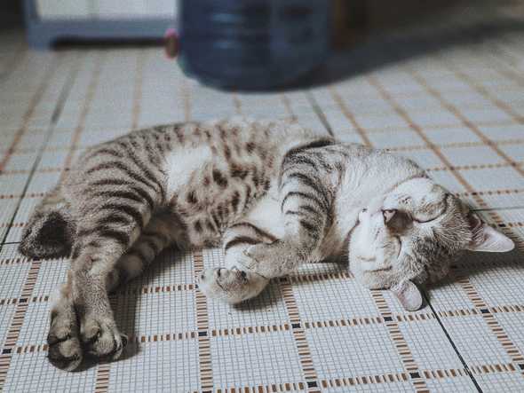 A cat sleeping in a comfortable position